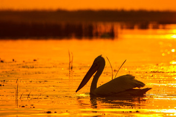 Fototapeta na wymiar Silhouette of a pelican at sunrise. Great white pelican / Pelecanus onocrotalus