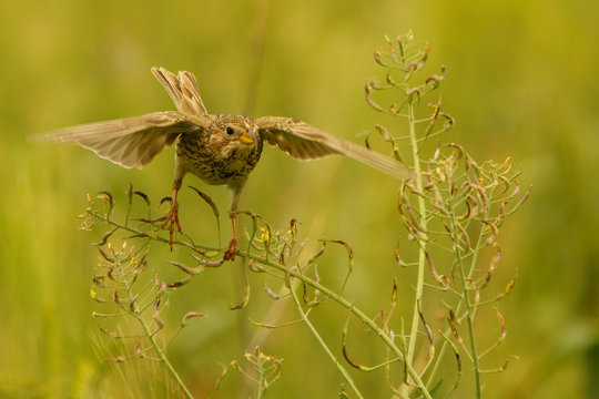 Corn bunting / Emberiza calandra