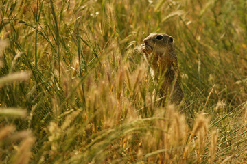 European ground squirrel / Spermophilus citellus