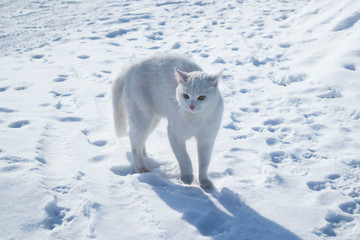 white cat on a snowy road