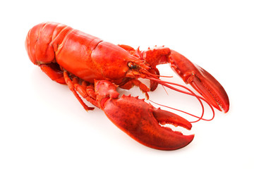 ロブスター　Lobster