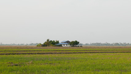 Fototapeta na wymiar House in the middle of paddy field.