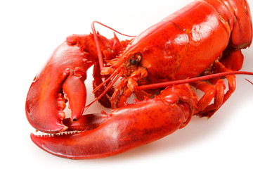 ロブスター　Lobster