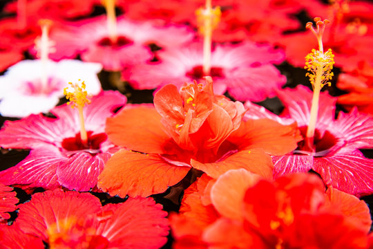 12 054 Best ハイビスカス Images Stock Photos Vectors Adobe Stock 12 054 Best ハイビスカス Images Stock Photos Vectors Adobe Stock