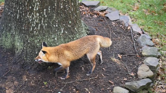 One wild eastern orange red fox in Virginia on grass in backyard hunting killing eating squirrel animal, by tree in slow motion