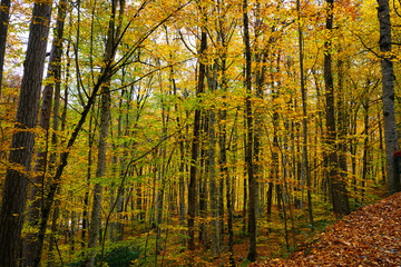 Fototapeta na wymiar autumn in the Yedigoller park, Bolu