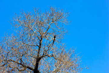 Dead trees and magpie