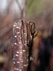 a little dry twig of the Apple tree macro