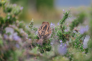 A bird on a tree near Lake Wanaka, New Zealand