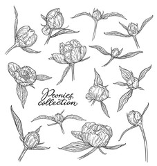 Peony flowers and buds hand drawn in lines. Black and white graphic doodle sketch floral vector illustration. Isolated on white background