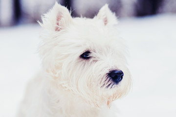 close-up of white terrier dog on winter background