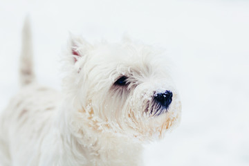 West highland white Terrier snow portrait