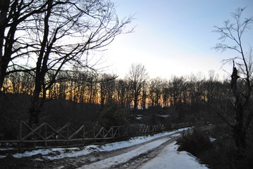 Tramonto dal bosco
