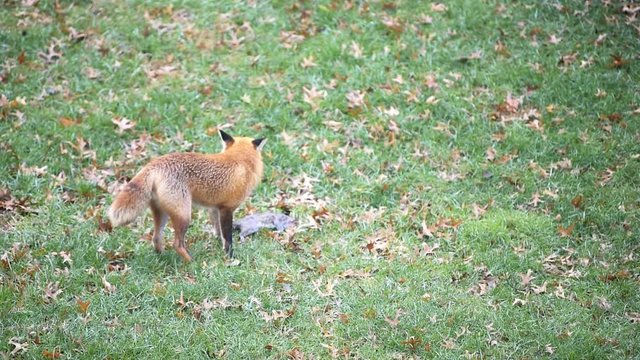 One wild eastern orange red fox in Virginia on green grass in backyard hunting killing eating chewing dead squirrel in slow motion