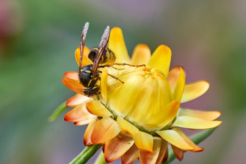insects on flowers