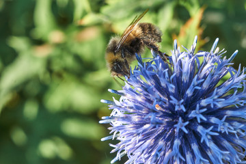insects on flowers