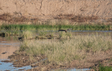 Female northern harrier flying low over the marsh and water