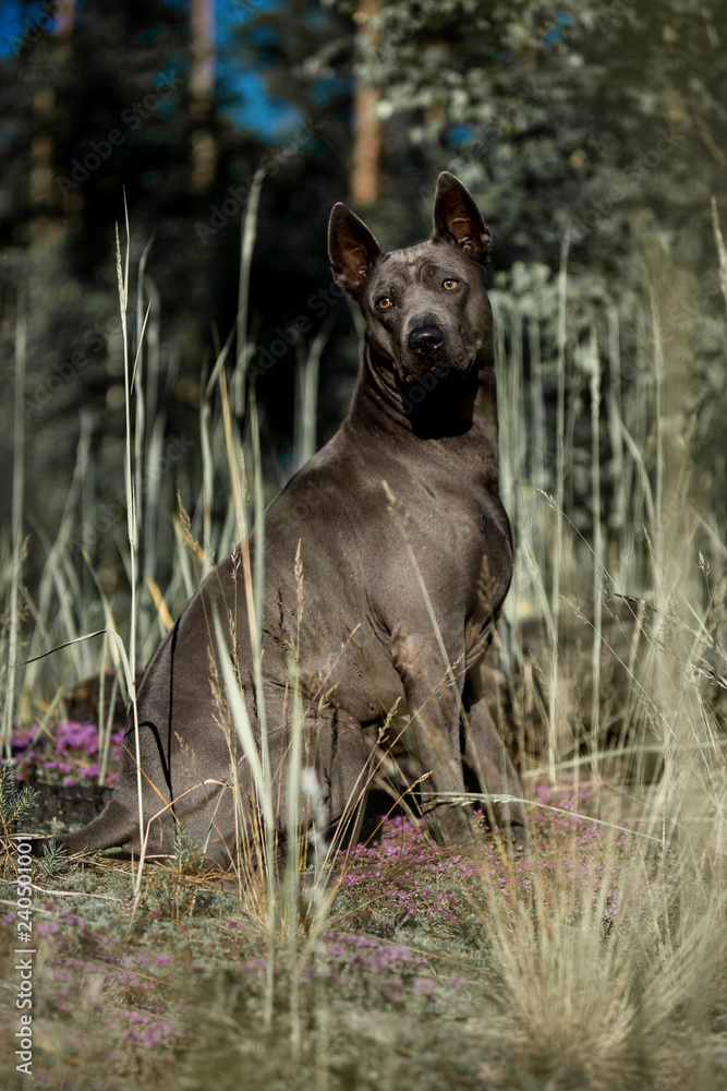 Wall mural cute grey Thai Ridgeback dog sit on the forest look back