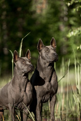 two cute grey Thai Ridgeback dog stay on the forest