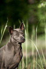 amazing portrait cute grey Thai Ridgeback dog stay on the forest