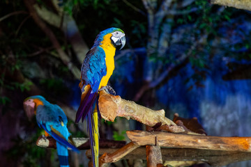 Two Macaw in Chiang Mai Night Safari, Thailand