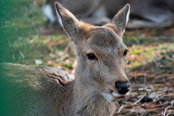 Naklejka na ściany i meble Deer