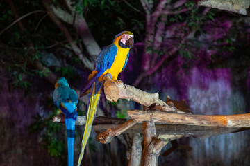 Two Macaw in Chiang Mai Night Safari, Thailand