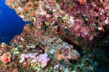 Naklejka na ściany i meble Well camouflaged Bearded Scorpionfish on a tropical coral reef (Richelieu Rock, Thailand)
