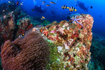Clownfish on a tropical coral reef with background SCUBA divers
