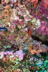 Well camouflaged Bearded Scorpionfish on a tropical coral reef (Richelieu Rock, Thailand)