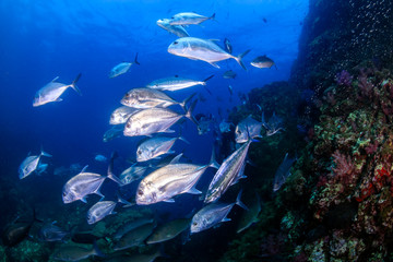 Trevally and other Jacks hunt on a tropical coral reef