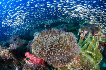 Skunk Clownfish in their host anemone on a colorful tropical coral reef