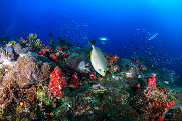 Tropical fish swimming over a healthy, colorful tropical coral reef in Thailand