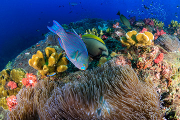 Colorful Parrotfish feeding on a tropical coral reef