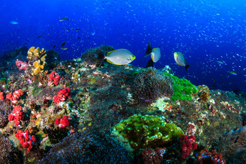 Naklejka na ściany i meble Schools of colorful tropical fish swimming around a healthy, thriving tropical coral reef