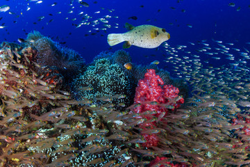 Naklejka na ściany i meble Cute little Pufferfish on a tropical coral reef