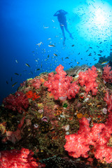 Fototapeta na wymiar SCUBA divers swimmong on a colorful tropical coral reef