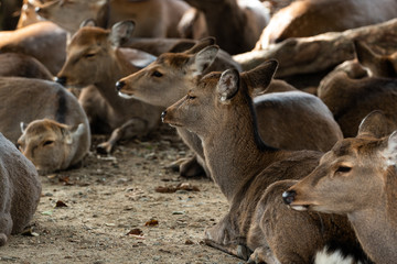 Deer