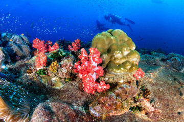 SCUBA divers swimming past a large, well camouflaged Scorpionfish on a tropical coral reef