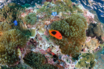 A Saddleback Clownfish on a tropical coral reef (Richelieu Rock, Surin Islands)