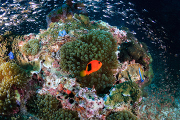 A Saddleback Clownfish on a tropical coral reef (Richelieu Rock, Surin Islands)