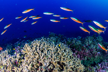 Fototapeta na wymiar Fusilier tropical fish on a coral reef