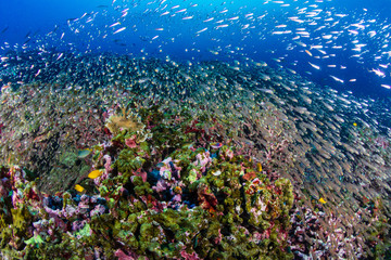 Fototapeta na wymiar Schools of colorful tropical fish swimming around a healthy, thriving tropical coral reef