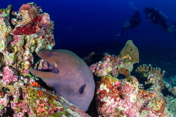 A Giant Moray Eel on a dark tropical coral reef with background SCUBA divers
