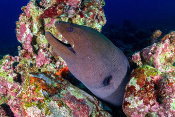 Giant Moray Eel on a dark tropical coral reef (Ko Bon, Thailand)