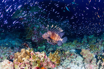 Lionfish patrolling the tropical coral reef of Ko Bon island at sunset