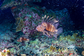Lionfish patrolling the tropical coral reef of Ko Bon island at sunset