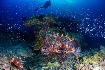 Naklejka na ściany i meble Background SCUBA divers watching colorful Lionfish on a tropical coral reef at sunset
