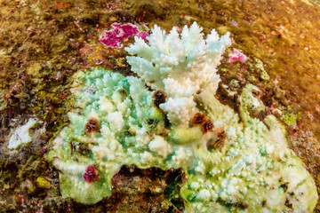 Fototapeta na wymiar White, bleaching coral during a high sea temperature bleaching event on a tropical coral reef