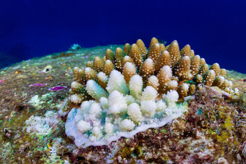 White, bleaching coral during a high sea temperature bleaching event on a tropical coral reef